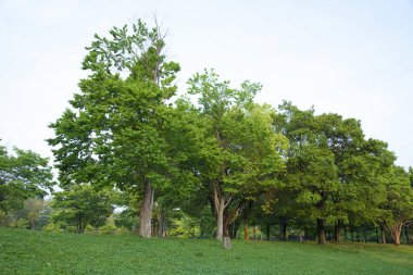 Yazın parkta yeşil ağaç