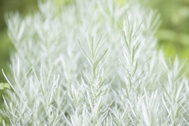 yeşil çimen arka plan, doğa