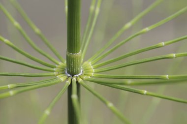 bir ağacın yeşil yaprağı