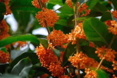 güzel çiçekler, görünümü kapatın