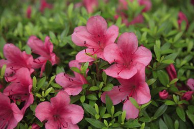 güzel çiçekler, görünümü kapatın