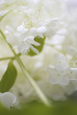 güzel çiçekler, görünümü kapatın