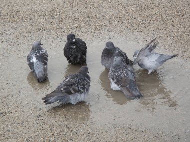 Suda bir grup güvercin