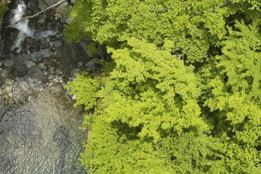 Ormanda yeşil şelale