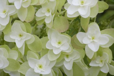 Güzel beyaz ortanca çiçekleri. Kashiwaba Ajisai