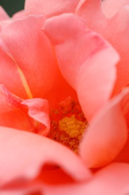 Bahçede güzel bir gül