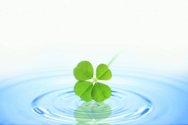 Mavi suya düşen yeşil yonca yaprağı, ekoloji kavramı 