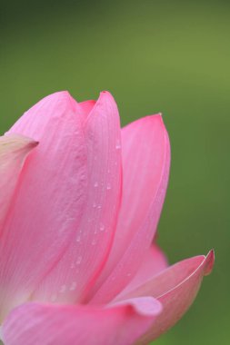 Bahçedeki güzel pembe nilüfer çiçeği 