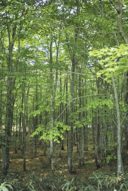 Ormandaki yeşil ağaçların güzel manzarası 