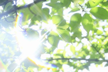 Güneş ışığında yeşil yapraklı ağaç dalına yakın çekim 