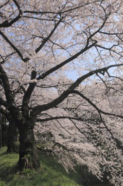 Güzel botanik fotoğrafı, doğal duvar kağıdı.