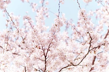 Çiçek çiçek açan kiraz ağacı