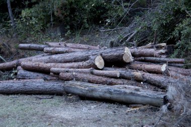 Dağlarda büyük bir ağaç kütüğü