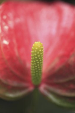 güzel kırmızı antoryum çiçek  