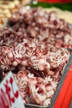 Pazarda taze ahtapot çeşitleri, yakın plan.