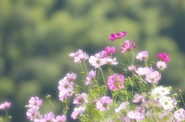 Renkli çiçeklerin arkaplan resmi