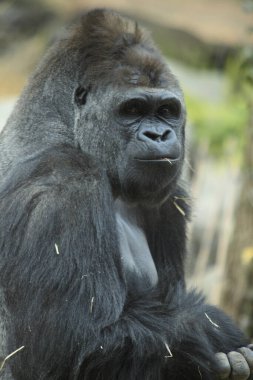 Hayvanat bahçesindeki siyah goril portresini kapat.