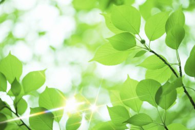 yeşil yapraklar gün ışığında