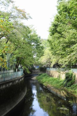 Çin 'de güneşli bir günde güzel yeşil park manzarası 