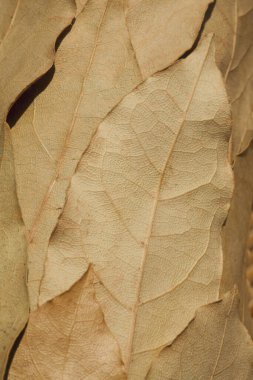 arkaplan için kuru yaprak dokusu, kapat
