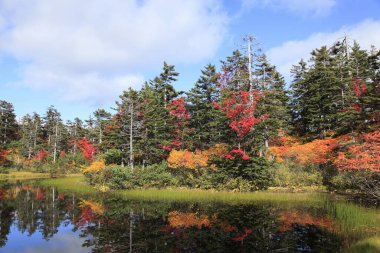 Manzaralı orman ve gölü olan güzel sonbahar manzarası     
