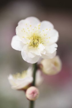 Güzel beyaz kiraz çiçeklerinin yakın görüntüsü 