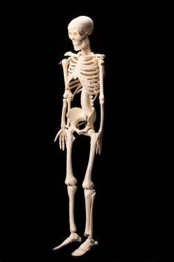 Karanlıkta duran siyah bir iskelet.