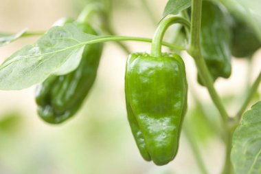 Ağaçta yeşil biber