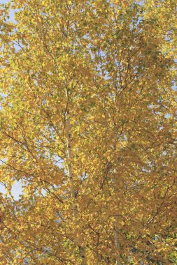 Güzel sonbahar manzarası. doğa arkaplanı