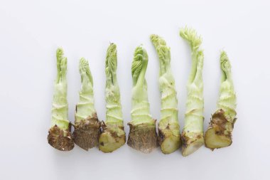 Arka planda genç yeşil morina filizleri