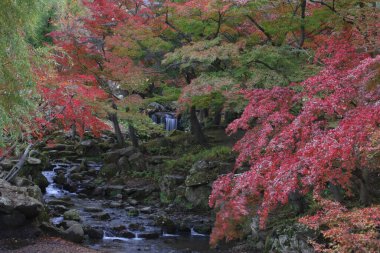 sonbahar yapraklarıyla kaplı ağaçlar 
