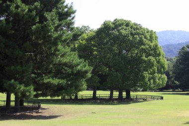 beautiful view of green trees in the park     
