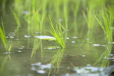 Pirinç tarlasında sularda yetişen pirinç bitkilerini kapatın.               