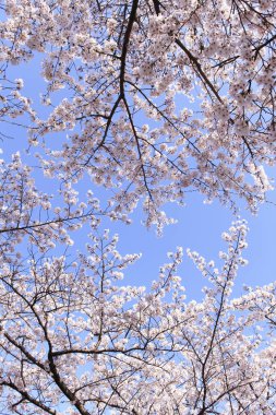 İlkbaharda kiraz çiçekleri, çiçek açan ağaçlar ve mavi gökyüzü. 