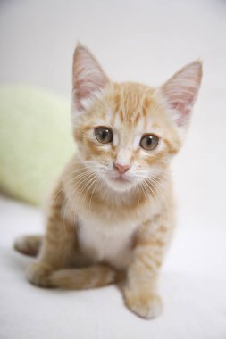 Zencefilli kedi yerde oturuyor