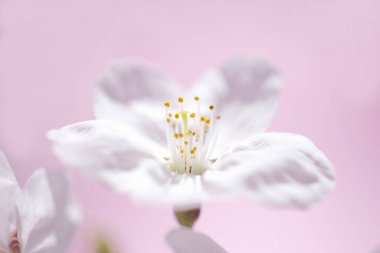 Güzel ilkbahar kiraz çiçekleri, yakın manzara