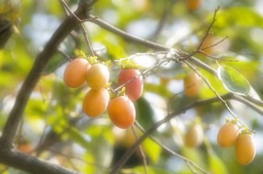Taze wampee meyveleri doğanın arka planında bir ağaçta