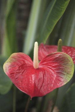 Güzel kırmızı anthurium çiçekleri