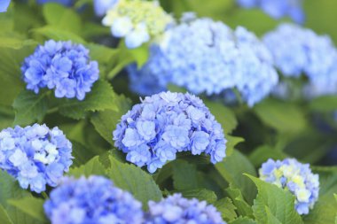 Bulanık arkaplanda renkli yaz çiçekleri 