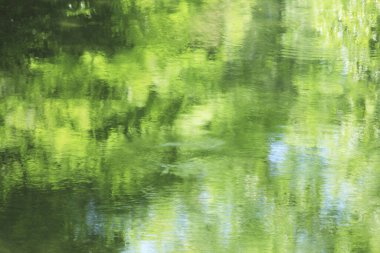 Nehirdeki su yansımasında yeşil orman         