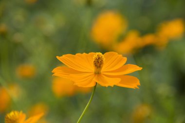 Renkli çiçeklerin arkaplan resmi, arka plan doğası