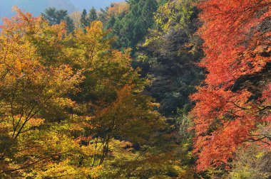 Ormandaki güzel renkli sonbahar ağaçlar        