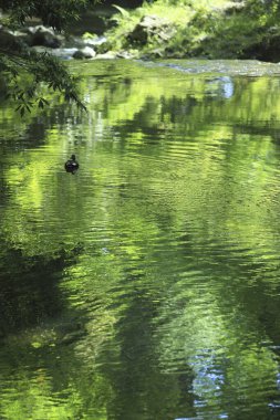 Yansıyan yeşil yapraklarla gölde yüzen ördeğin güzel manzarası 