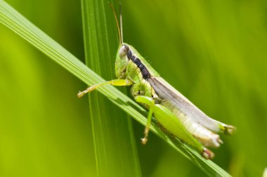 Yaban hayatında yeşil yaprağın üzerindeki çekirgenin yakın plan görüntüsü    