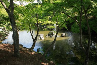 Su birikintisi ve yeşil ağaçlı Japon bahçesinin güzel manzarası 