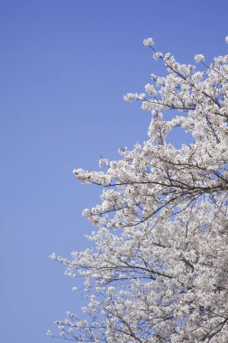 İlkbaharda kiraz ağacı çiçek açar 