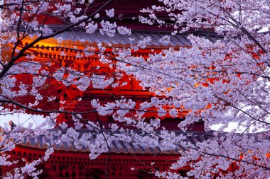 Japonya 'da gece Sakura çiçeği açar.