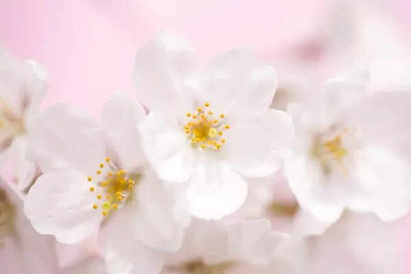 Bellissimo Fiore Ciliegio Sfondo Rosa — Foto Stock