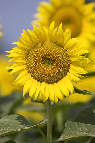 Schöne Sonnenblumen Die Garten Wachsen Sommerkonzept — Stockfoto