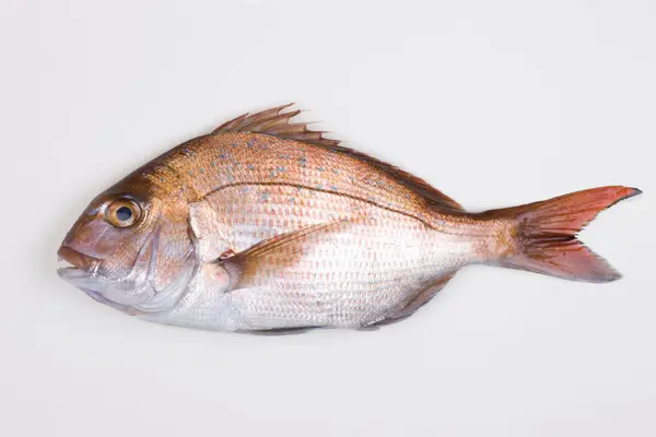 Peixes Crus Isolados Sobre Fundo Branco — Fotografia de Stock